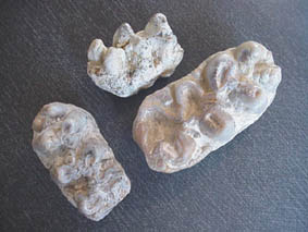 mastodonte miocene