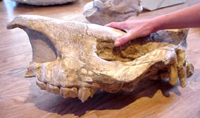 rhinoceros miocene