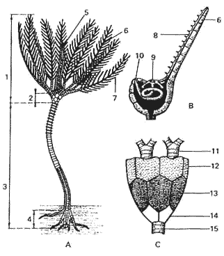 Echinoderme, crinoïde